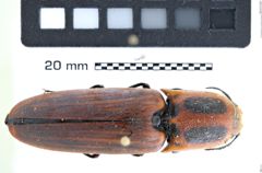 Foto (Dorsalansicht) von Hemirhipus bimaculatus (NHMW-ZOO-COL-0008181)